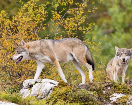 Two wolves in autumn Scandinavian forest with mossy rocks and golden foliage by kjekol