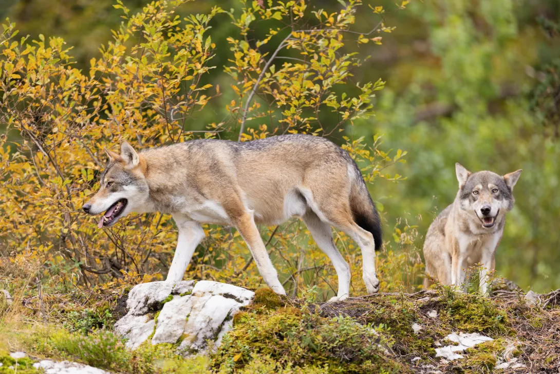 Two wolves in autumn Scandinavian forest with mossy rocks and golden foliage by kjekol